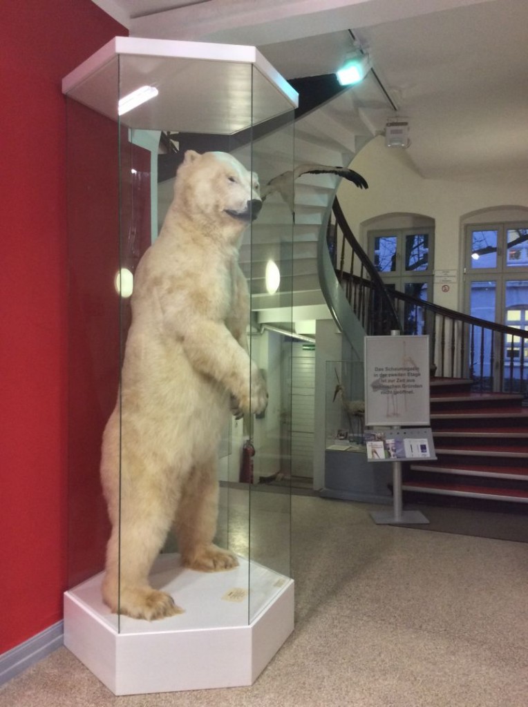 Vitrine Eisbär
